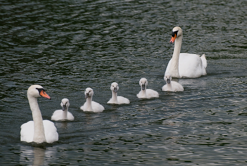 Mosel 07-2012D35_8900 als Smart-Objekt-1 Kopie.jpg - Auf der Fahrt nach Andernach - schnell rechts ran und mit der Kamera losgesprintet um diese junge Familie abzulichten. 